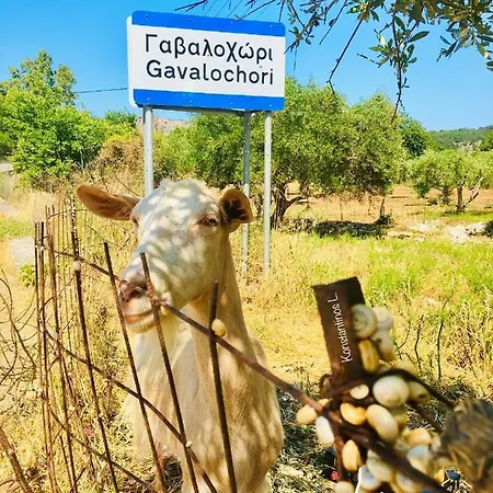 Evaggelias